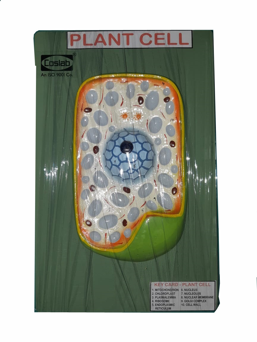 BIOLOGICAL - Botany Models | Microscopes Manufacturer