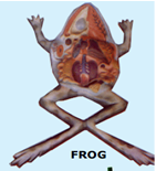 BIOLOGICAL - Other Zoological Models | Microscopes Manufacturer