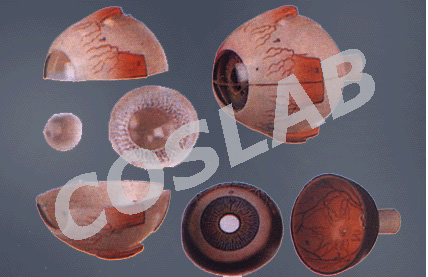 BIOLOGICAL - Human Anatomy & Physiology | Microscopes Manufacturer